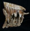 Woolly Mammoth Molar From North Sea #4419-1